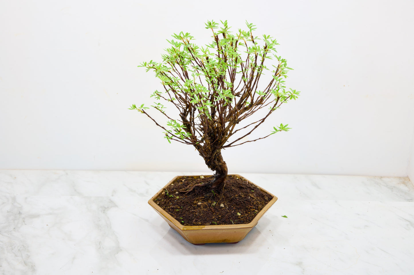 Potentilla Flowering  Bonsai