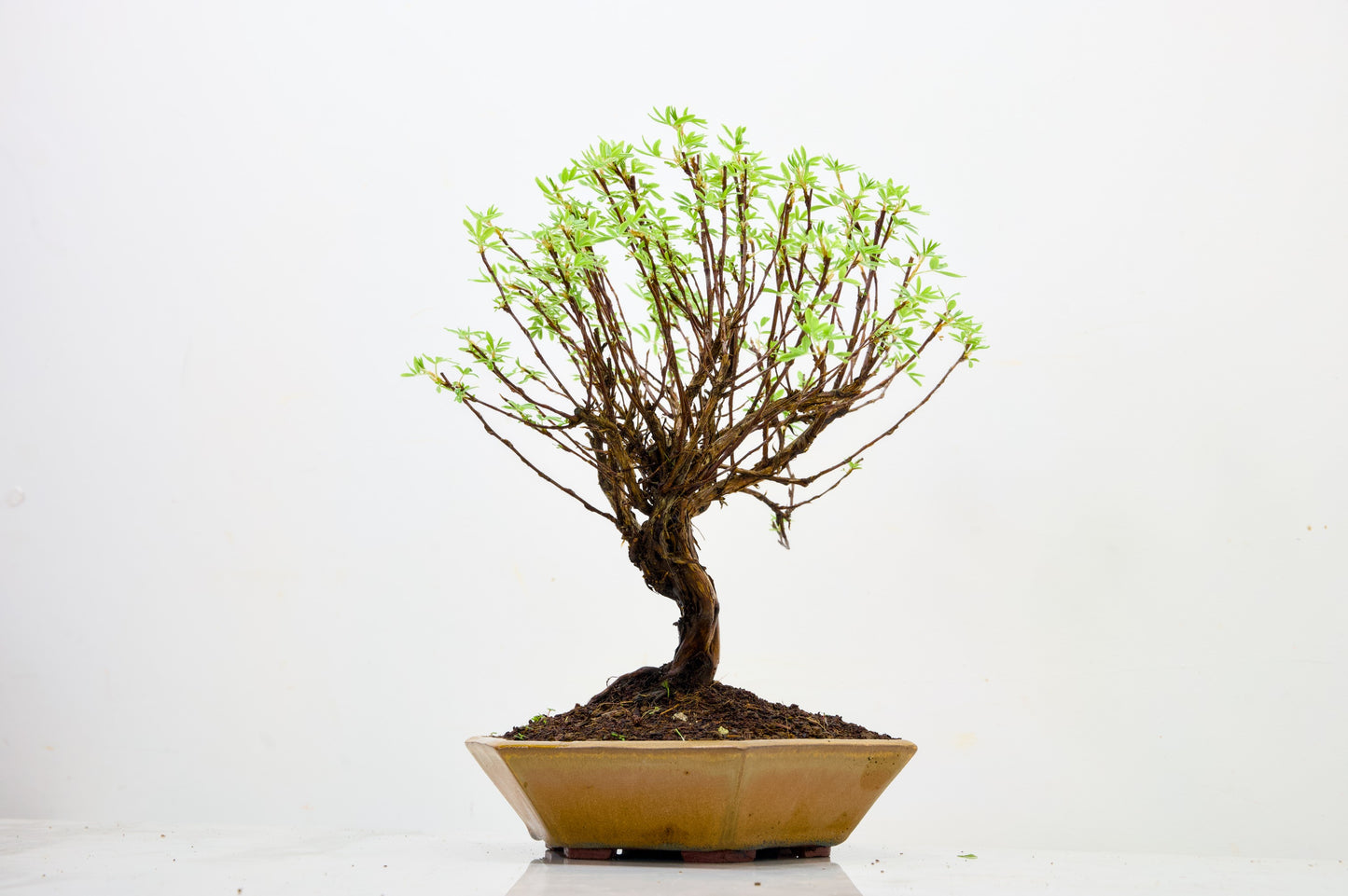 Potentilla Flowering  Bonsai