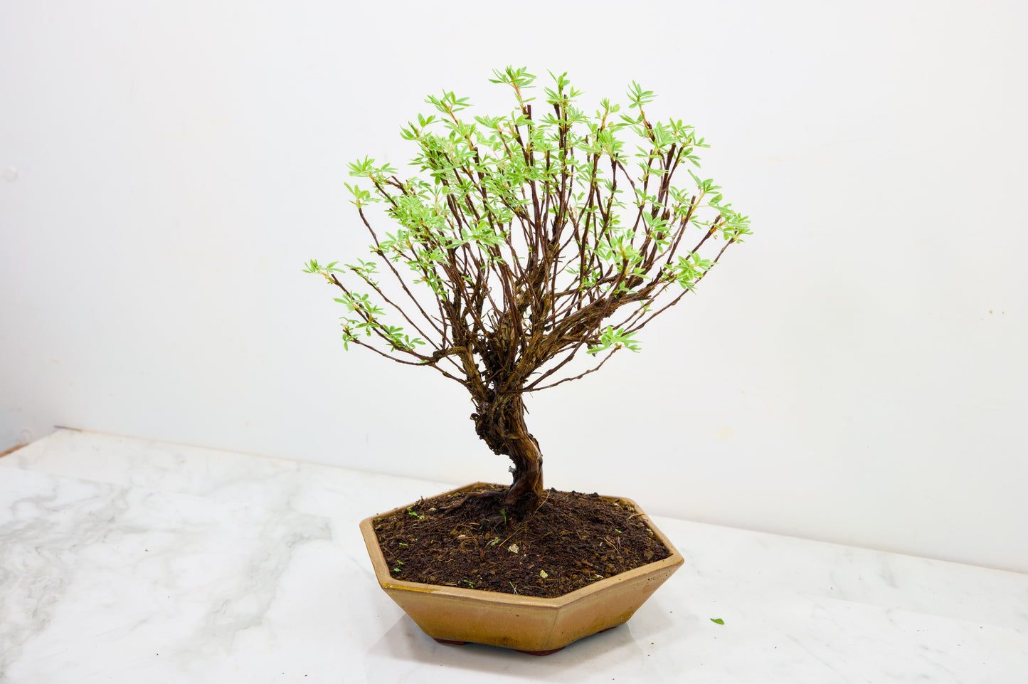 Potentilla Flowering  Bonsai