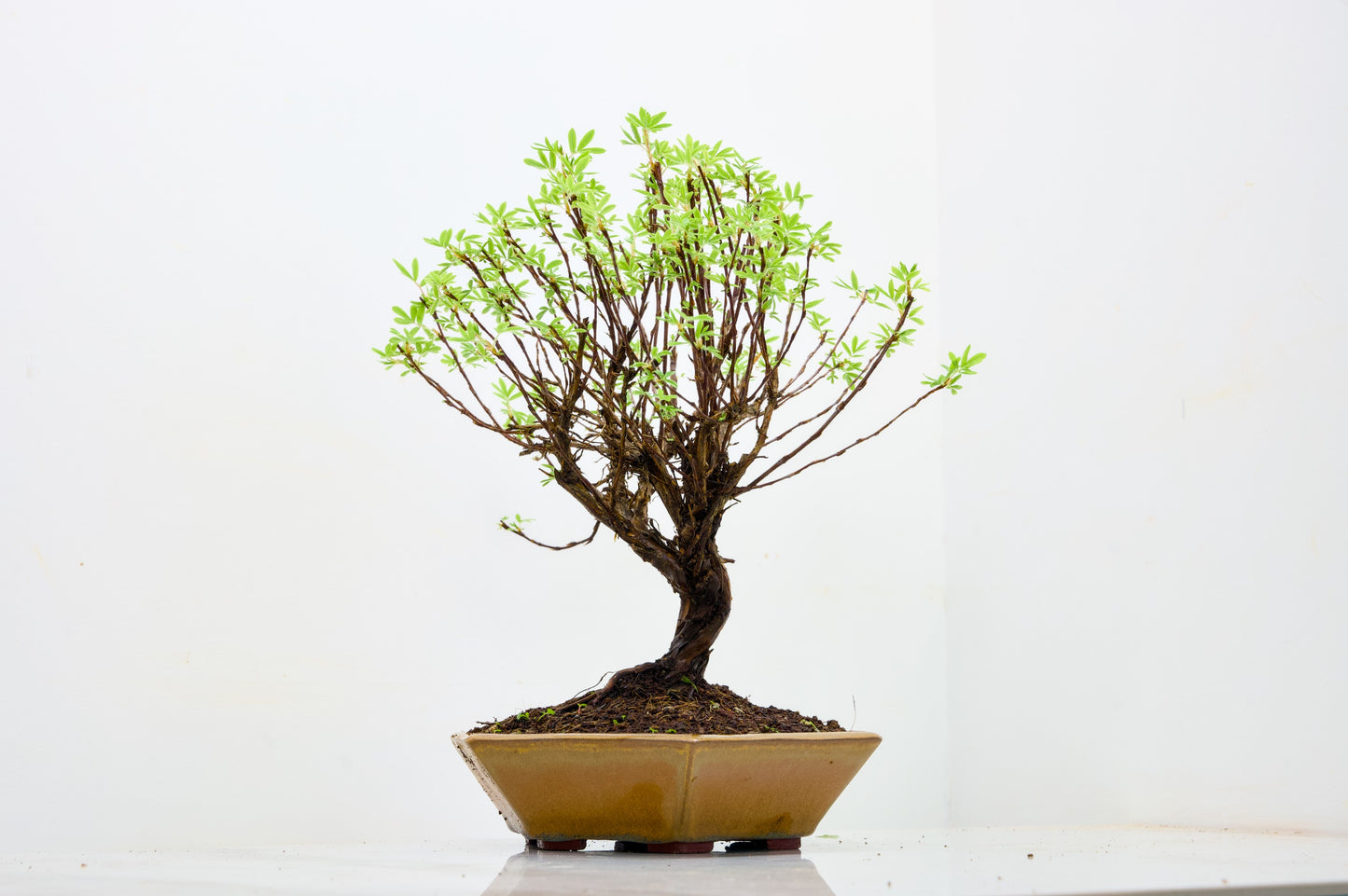 Potentilla Flowering  Bonsai
