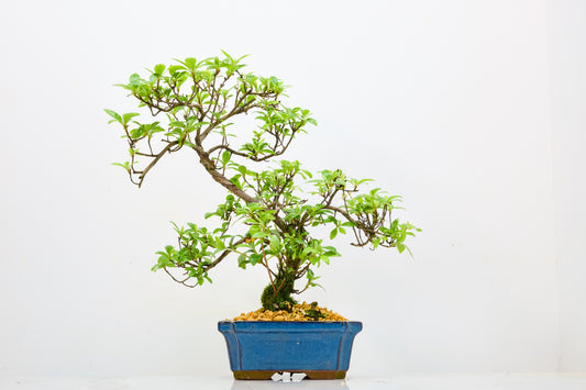 Satsuki Azalea Bonsai & Care Kit