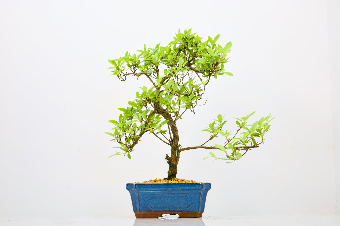 Satsuki Azalea Bonsai & Care Kit