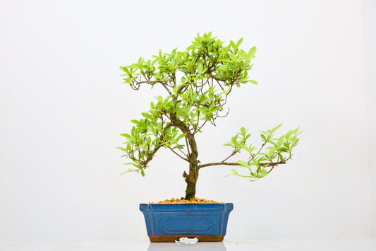 Satsuki Azalea Bonsai & Care Kit