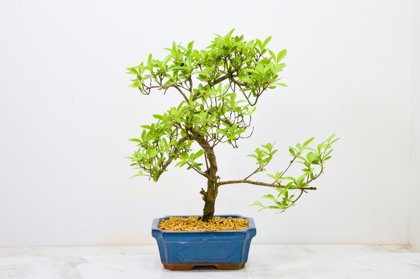 Satsuki Azalea Bonsai & Care Kit