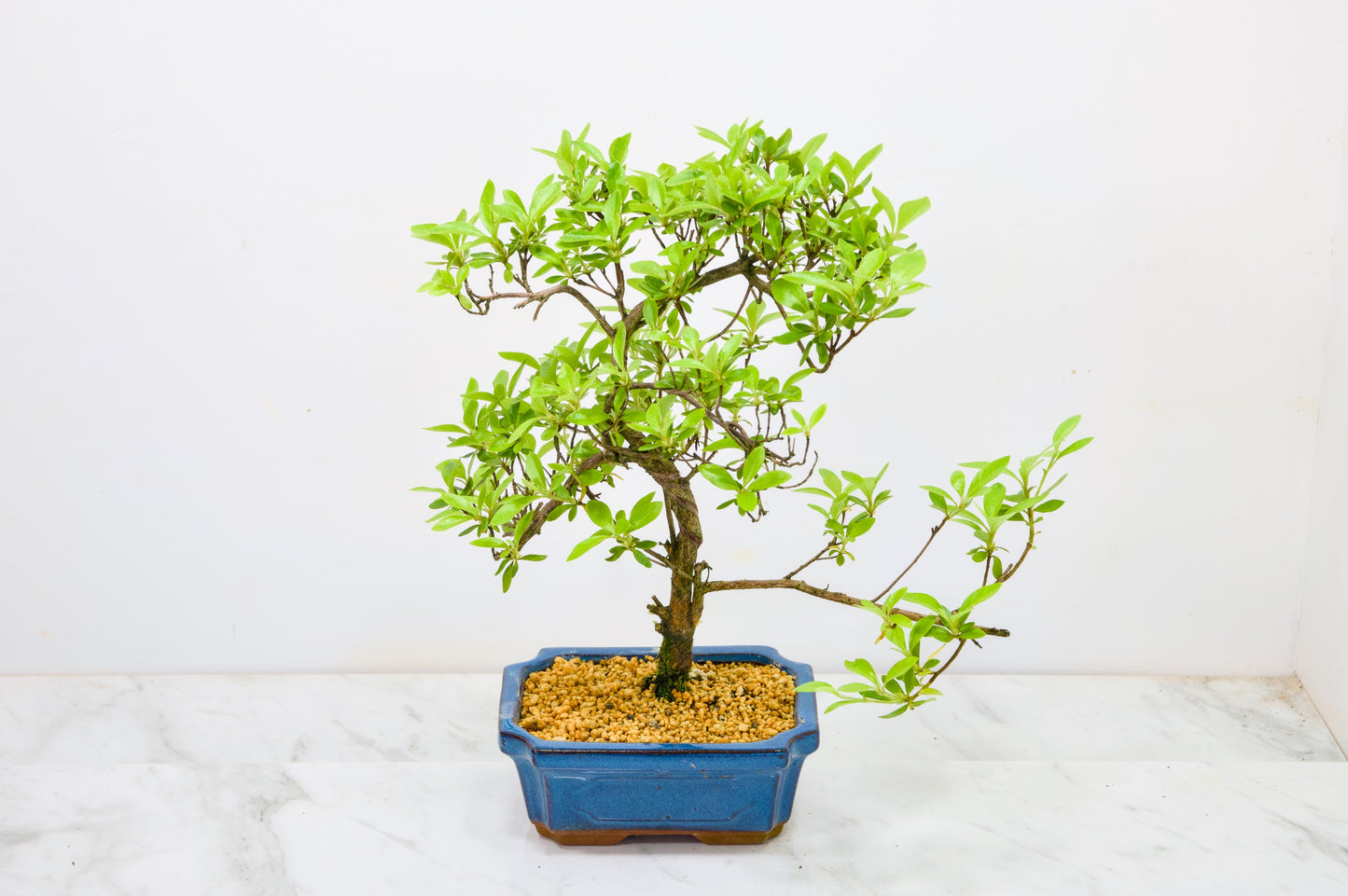 Satsuki Azalea Bonsai & Care Kit