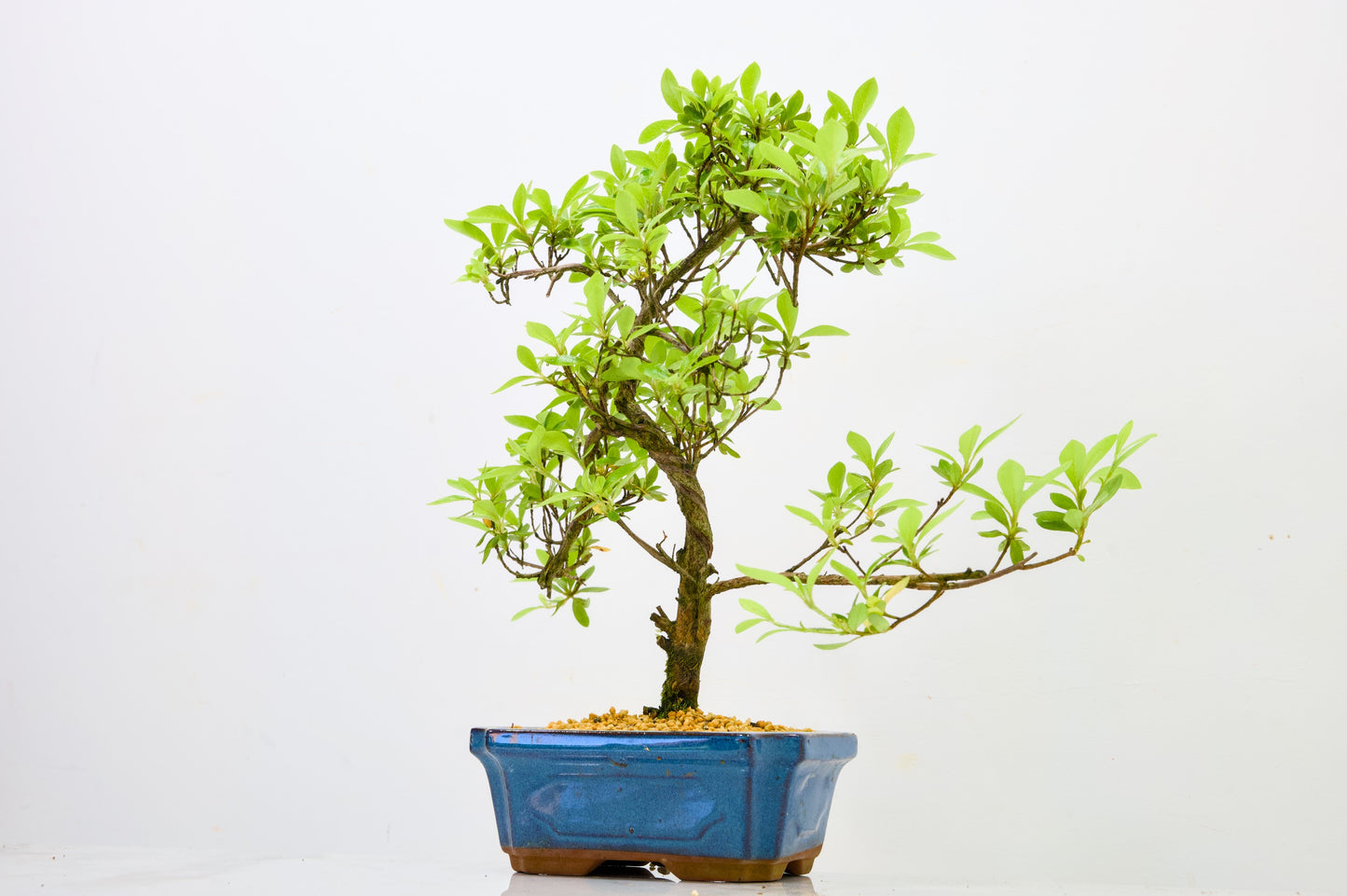 Satsuki Azalea Bonsai & Care Kit