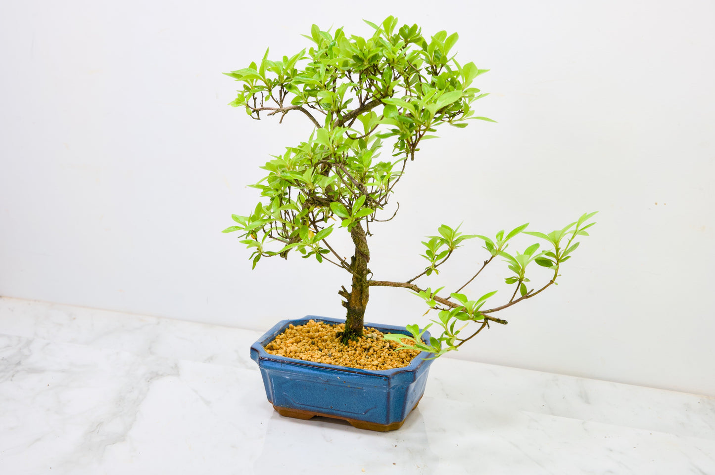 Satsuki Azalea Bonsai & Care Kit
