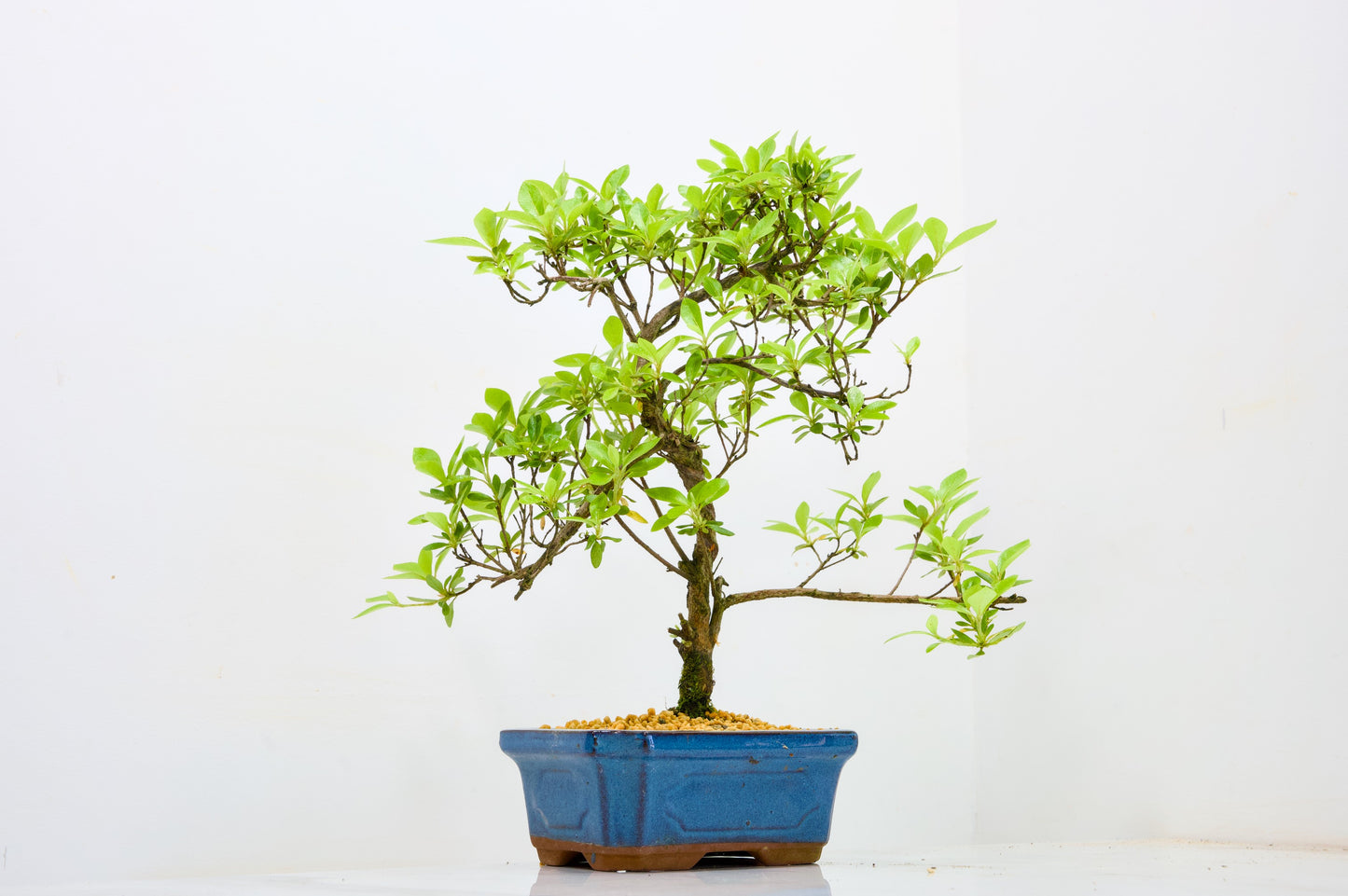Satsuki Azalea Bonsai & Care Kit