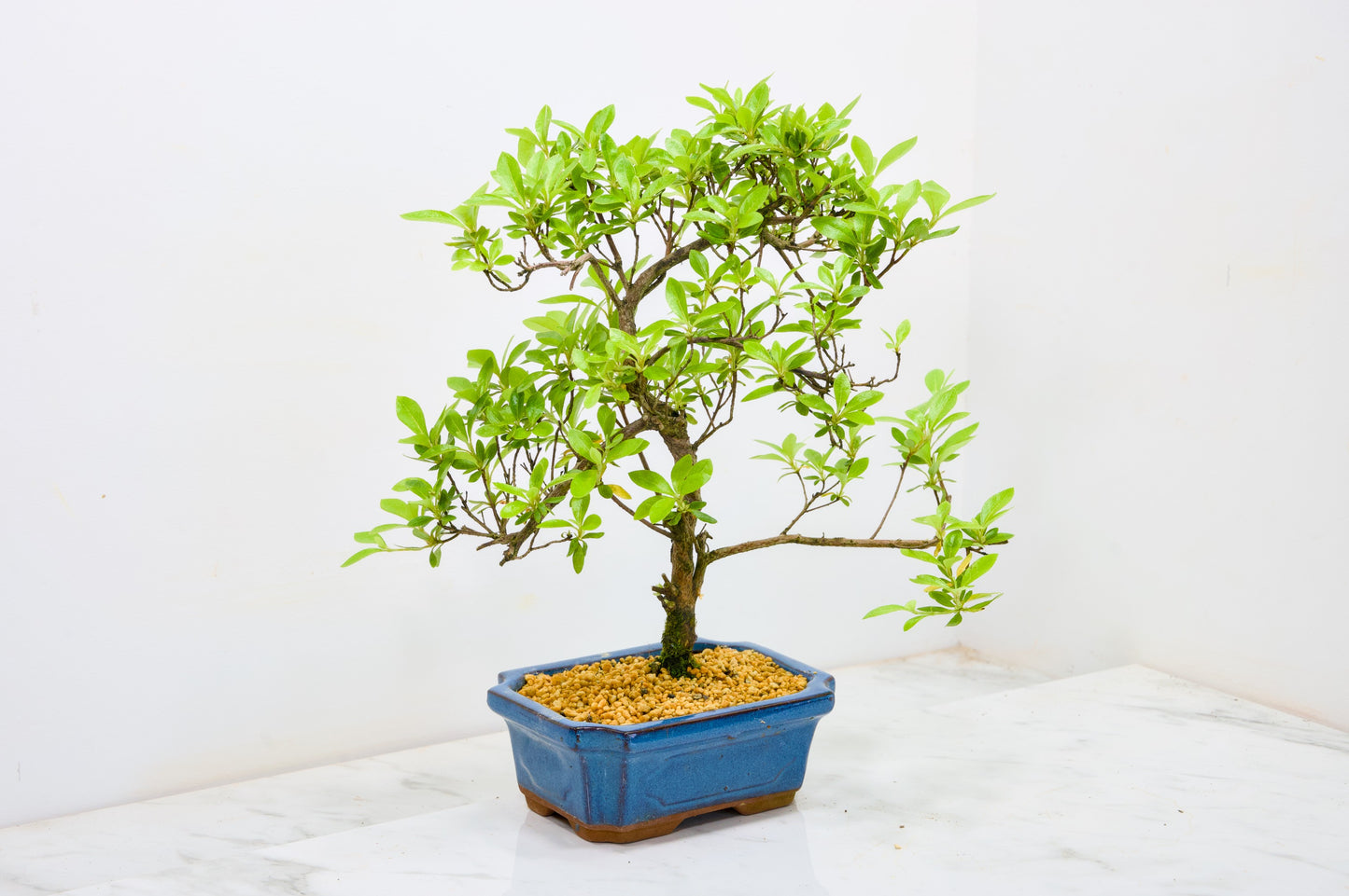 Satsuki Azalea Bonsai & Care Kit