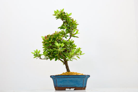 Satsuki Azalea Bonsai & Care Kit