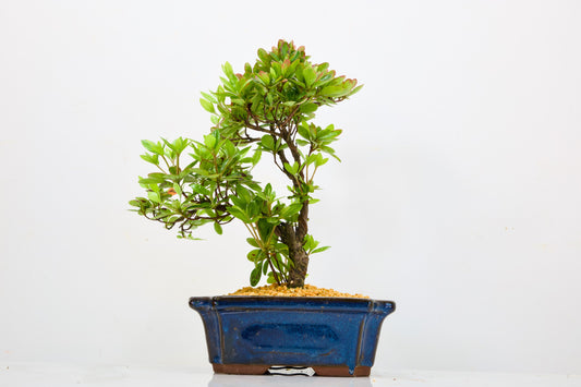 Satsuki Azalea Bonsai & Care Kit