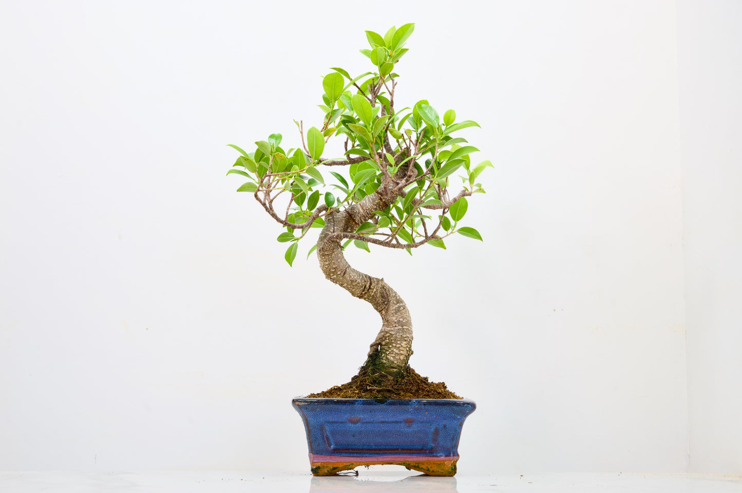 Banyan Fig Bonsai  S Trunk - 16cm Navy Ceramic Pot + Care Kit