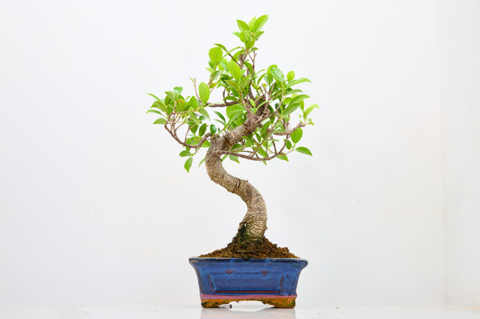 Banyan Fig Bonsai  S Trunk - 16cm Navy Ceramic Pot + Care Kit