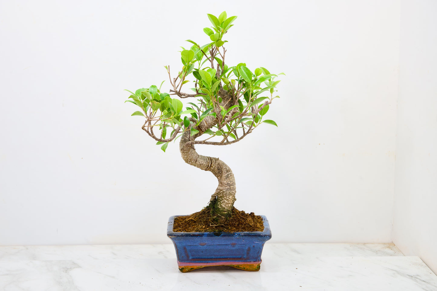 Banyan Fig Bonsai  S Trunk - 16cm Navy Ceramic Pot + Care Kit