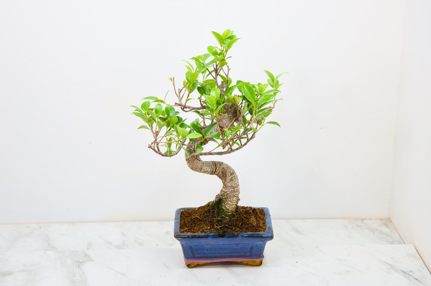 Banyan Fig Bonsai  S Trunk - 16cm Navy Ceramic Pot + Care Kit