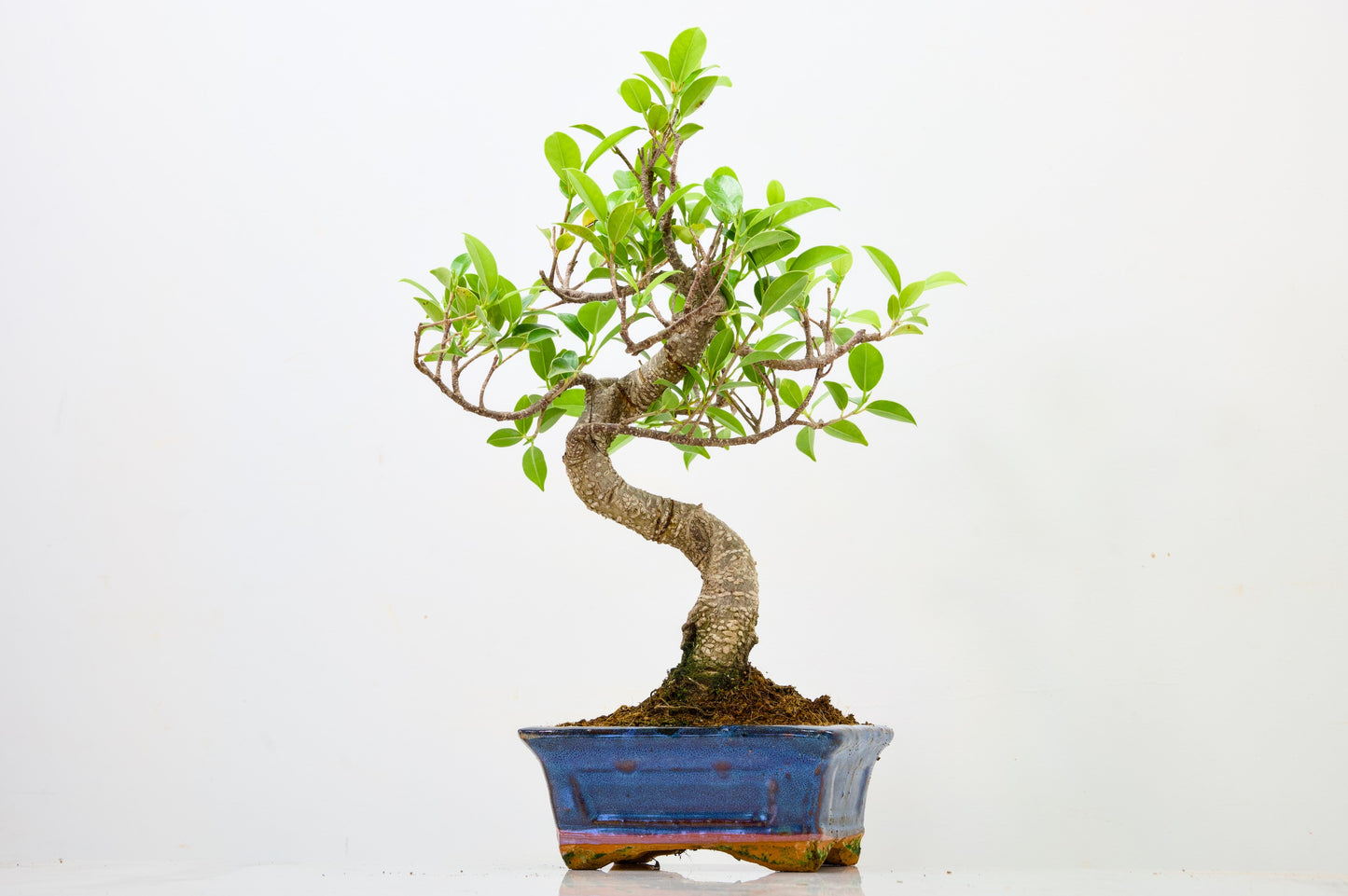 Banyan Fig Bonsai  S Trunk - 16cm Navy Ceramic Pot + Care Kit