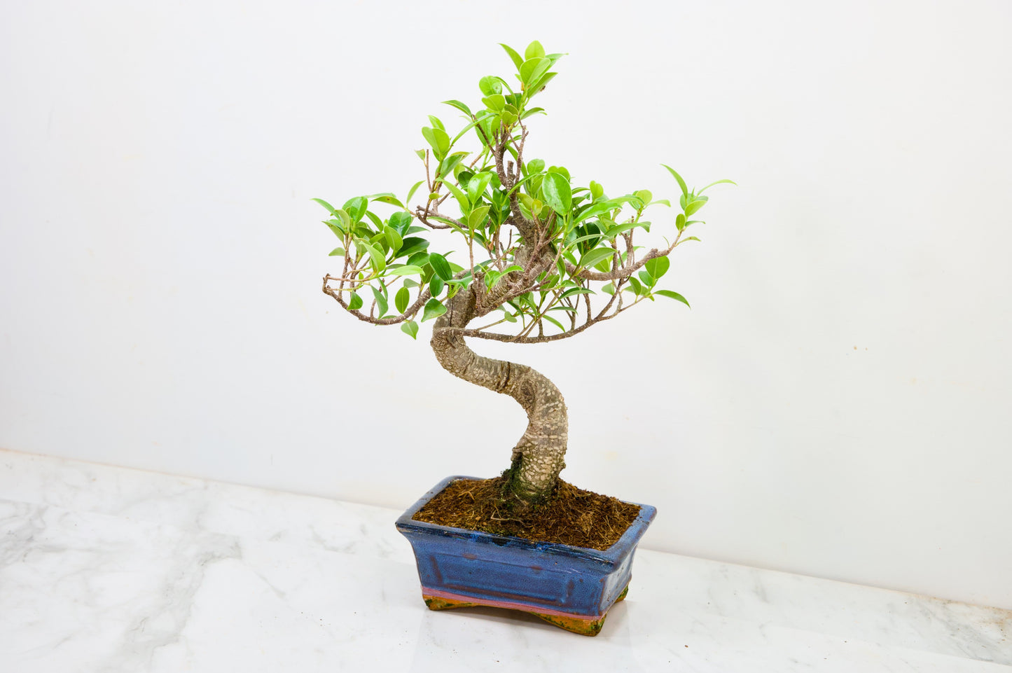 Banyan Fig Bonsai  S Trunk - 16cm Navy Ceramic Pot + Care Kit