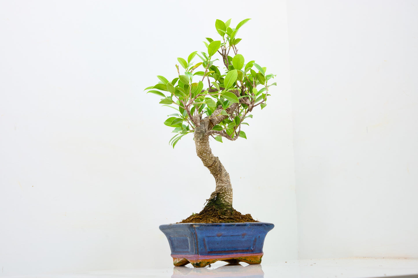Banyan Fig Bonsai  S Trunk - 16cm Navy Ceramic Pot + Care Kit