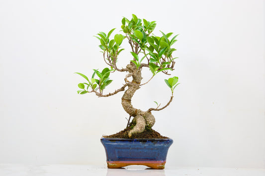 Banyan Fig Bonsai  S Trunk - 16cm Navy Ceramic Pot + Care Kit