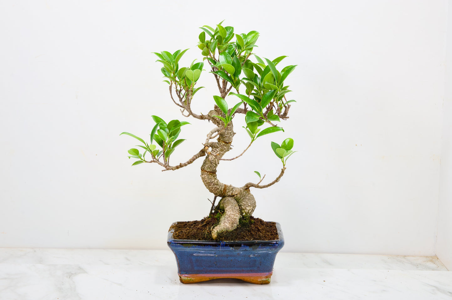 Banyan Fig Bonsai  S Trunk - 16cm Navy Ceramic Pot + Care Kit