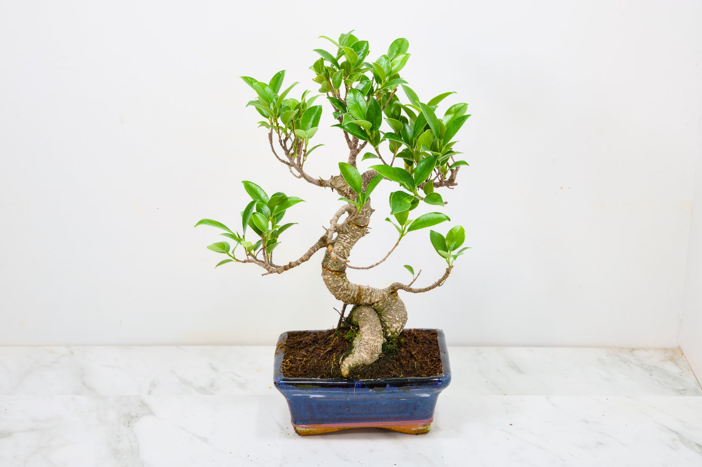 Banyan Fig Bonsai  S Trunk - 16cm Navy Ceramic Pot + Care Kit