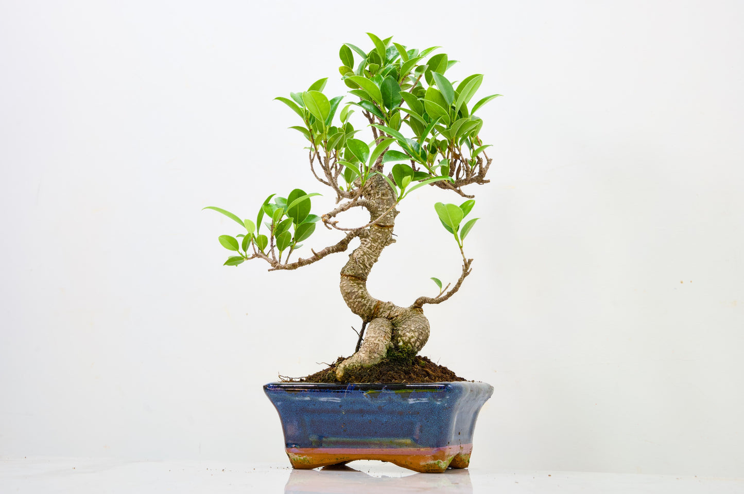 Banyan Fig Bonsai  S Trunk - 16cm Navy Ceramic Pot + Care Kit