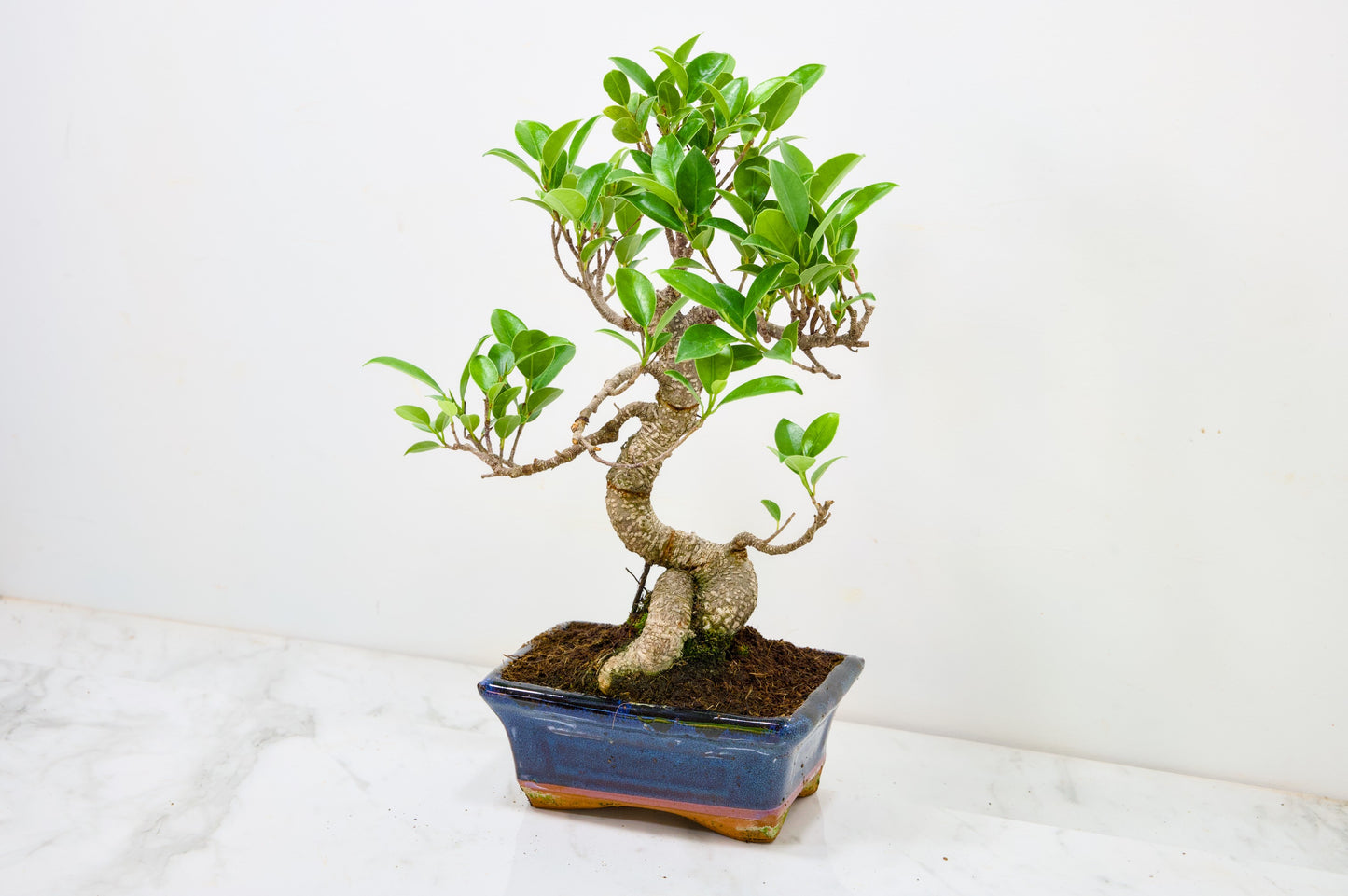 Banyan Fig Bonsai  S Trunk - 16cm Navy Ceramic Pot + Care Kit
