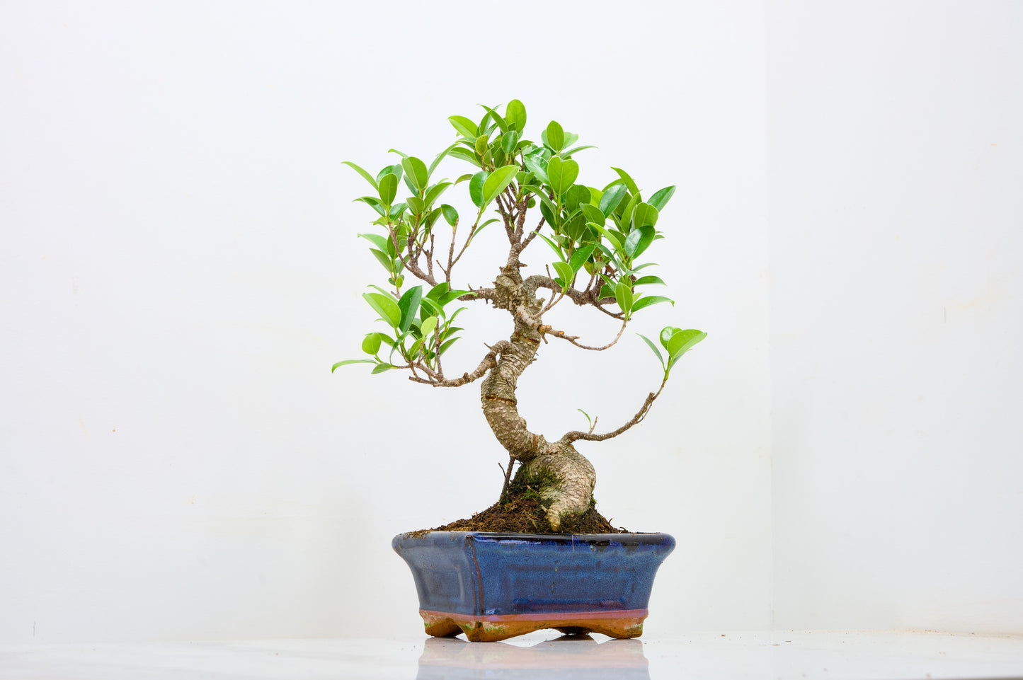 Banyan Fig Bonsai  S Trunk - 16cm Navy Ceramic Pot + Care Kit