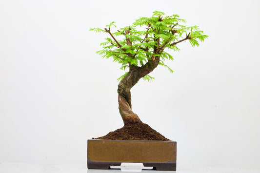Dawn Redwood  Bonsai