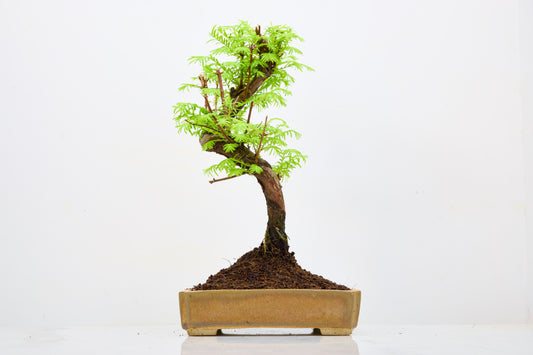 Dawn Redwood  Bonsai