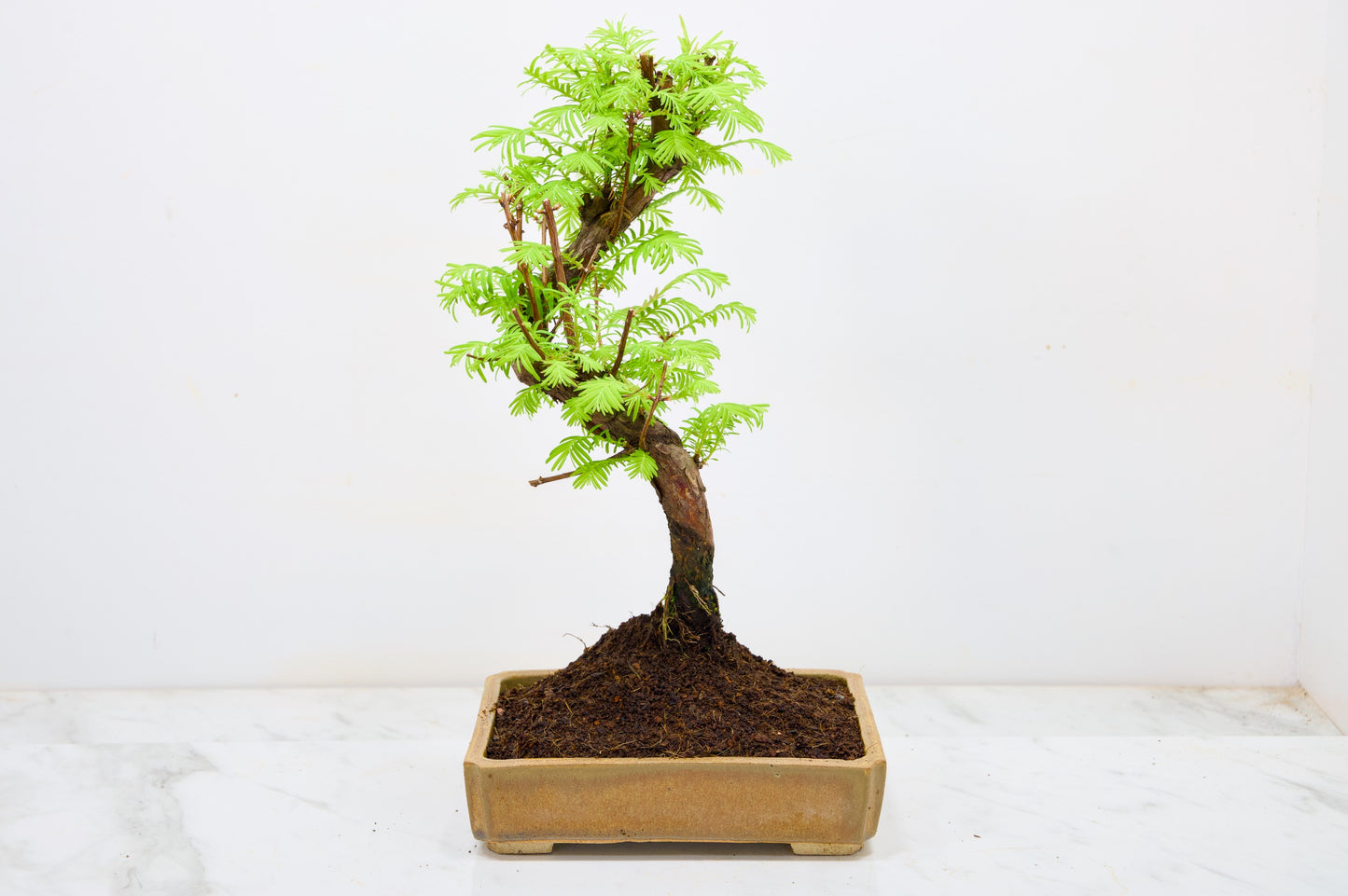Dawn Redwood  Bonsai