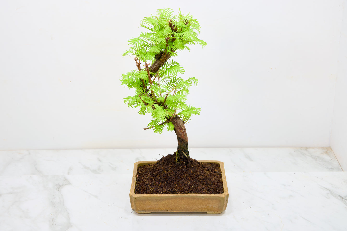 Dawn Redwood  Bonsai