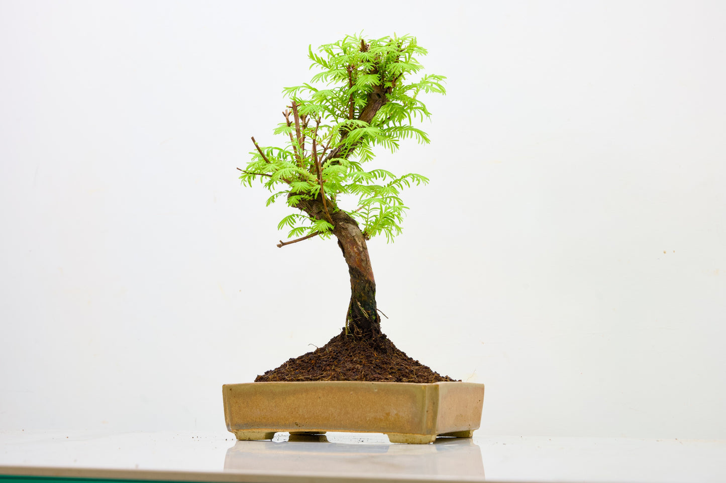 Dawn Redwood  Bonsai