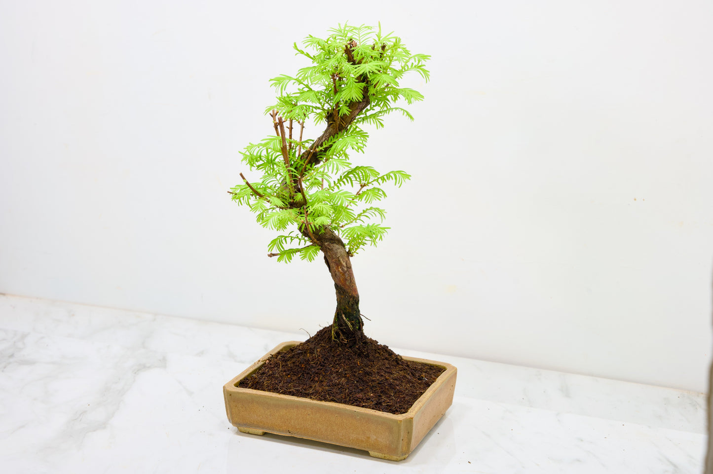 Dawn Redwood  Bonsai