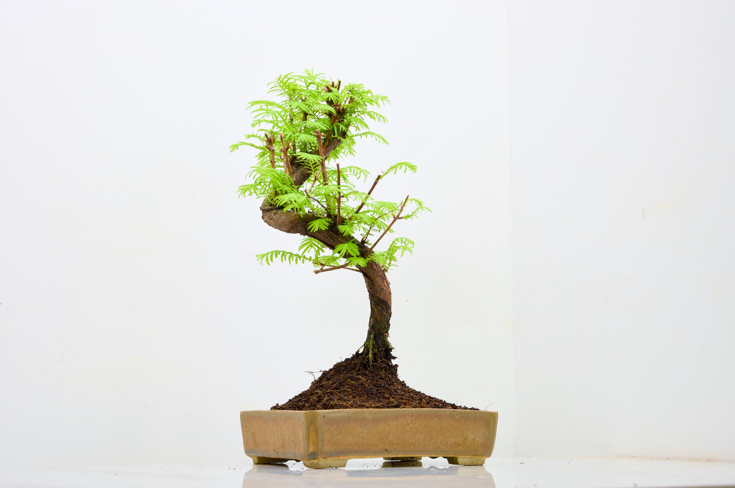 Dawn Redwood  Bonsai