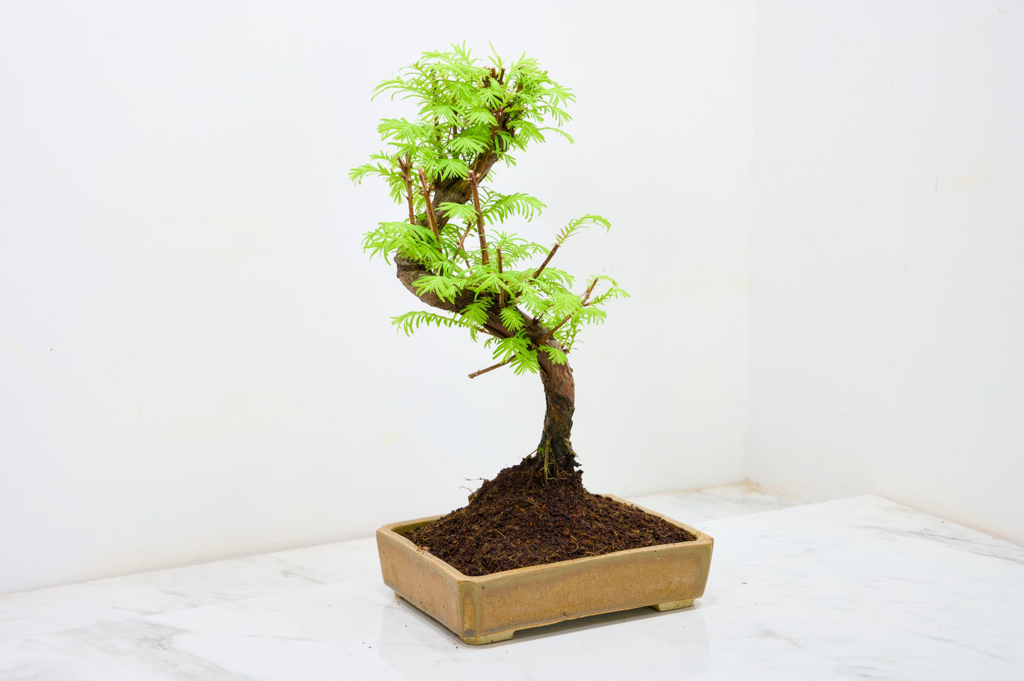 Dawn Redwood  Bonsai