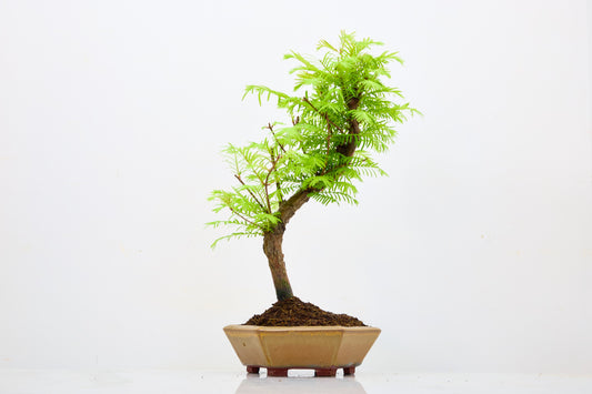 Dawn Redwood  Bonsai