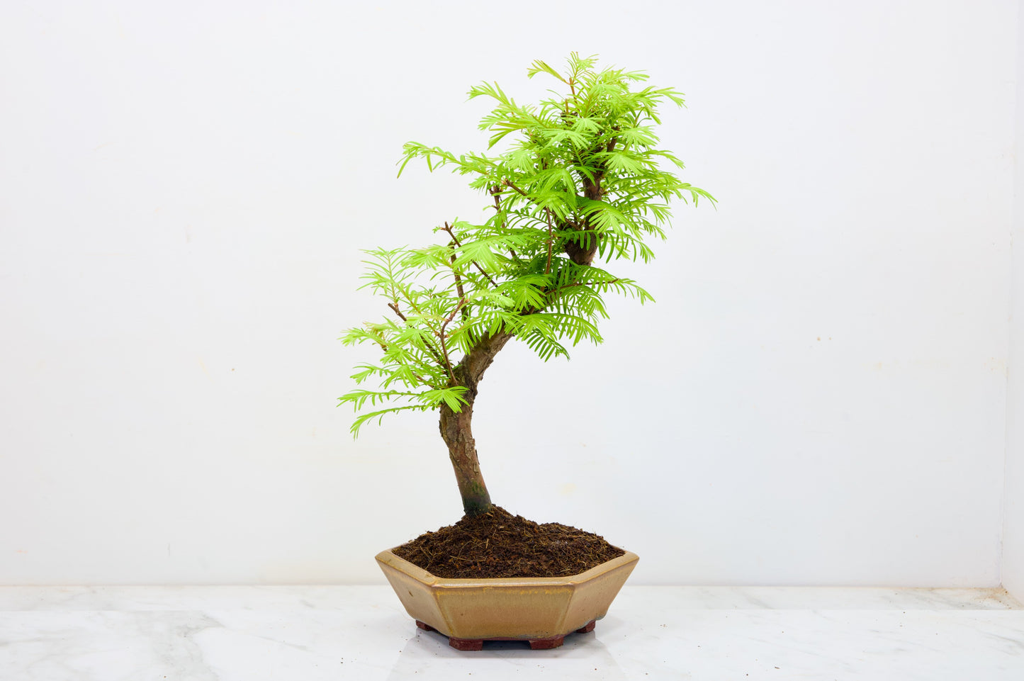 Dawn Redwood  Bonsai