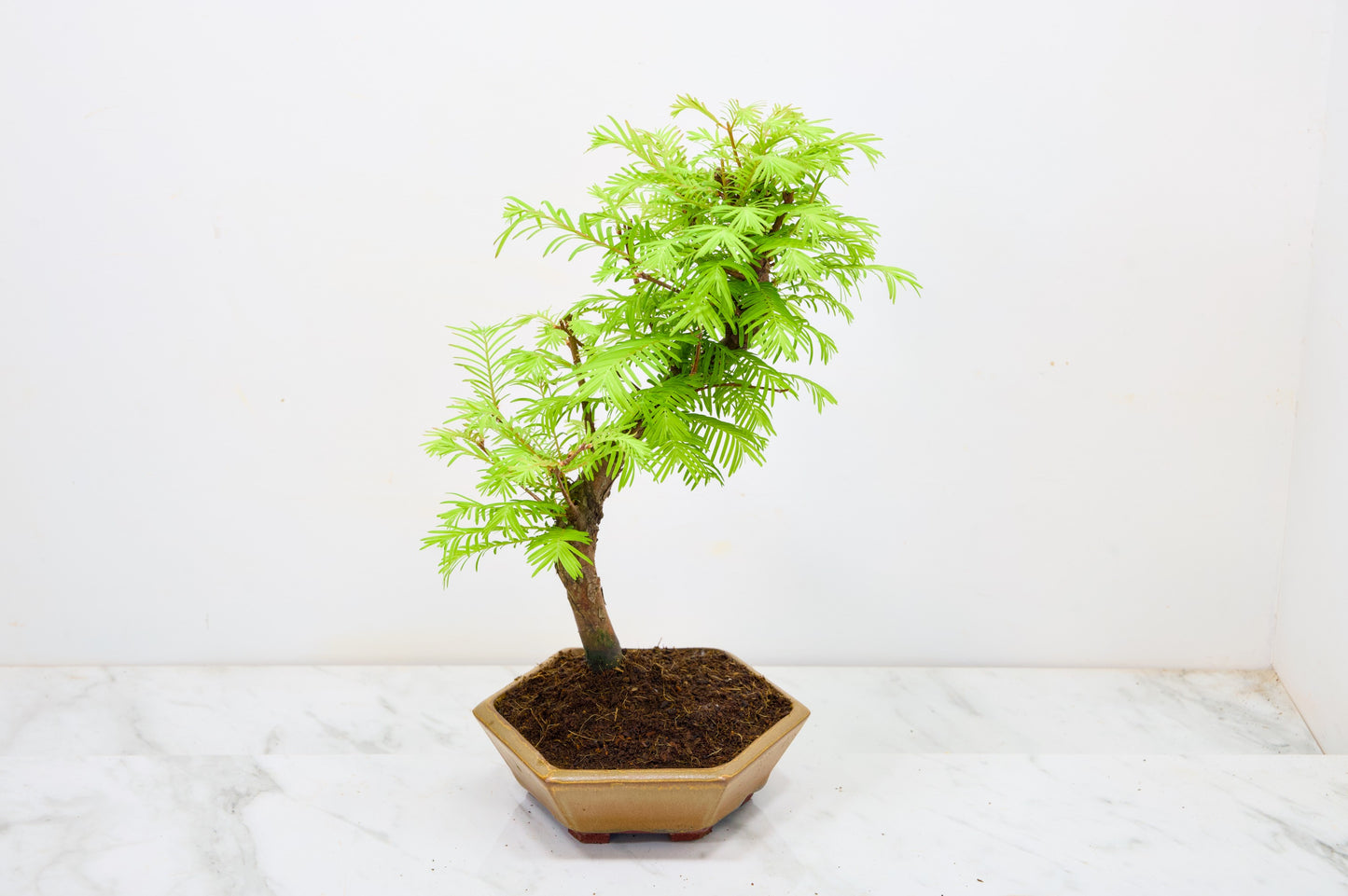 Dawn Redwood  Bonsai