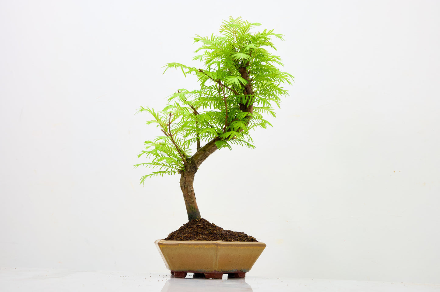 Dawn Redwood  Bonsai