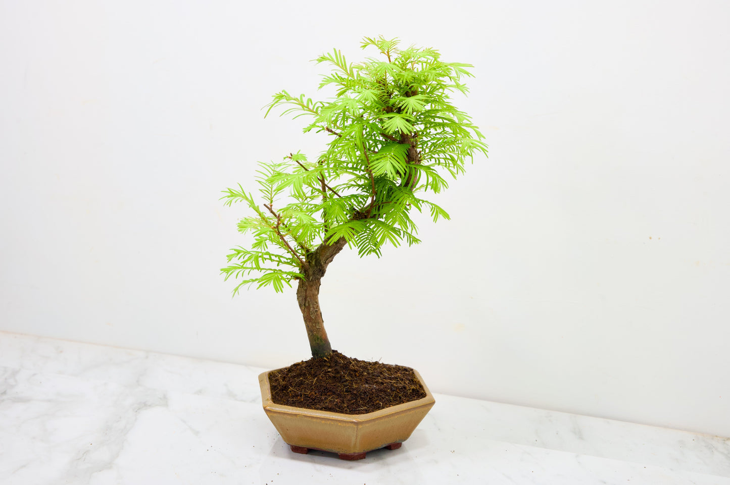 Dawn Redwood  Bonsai