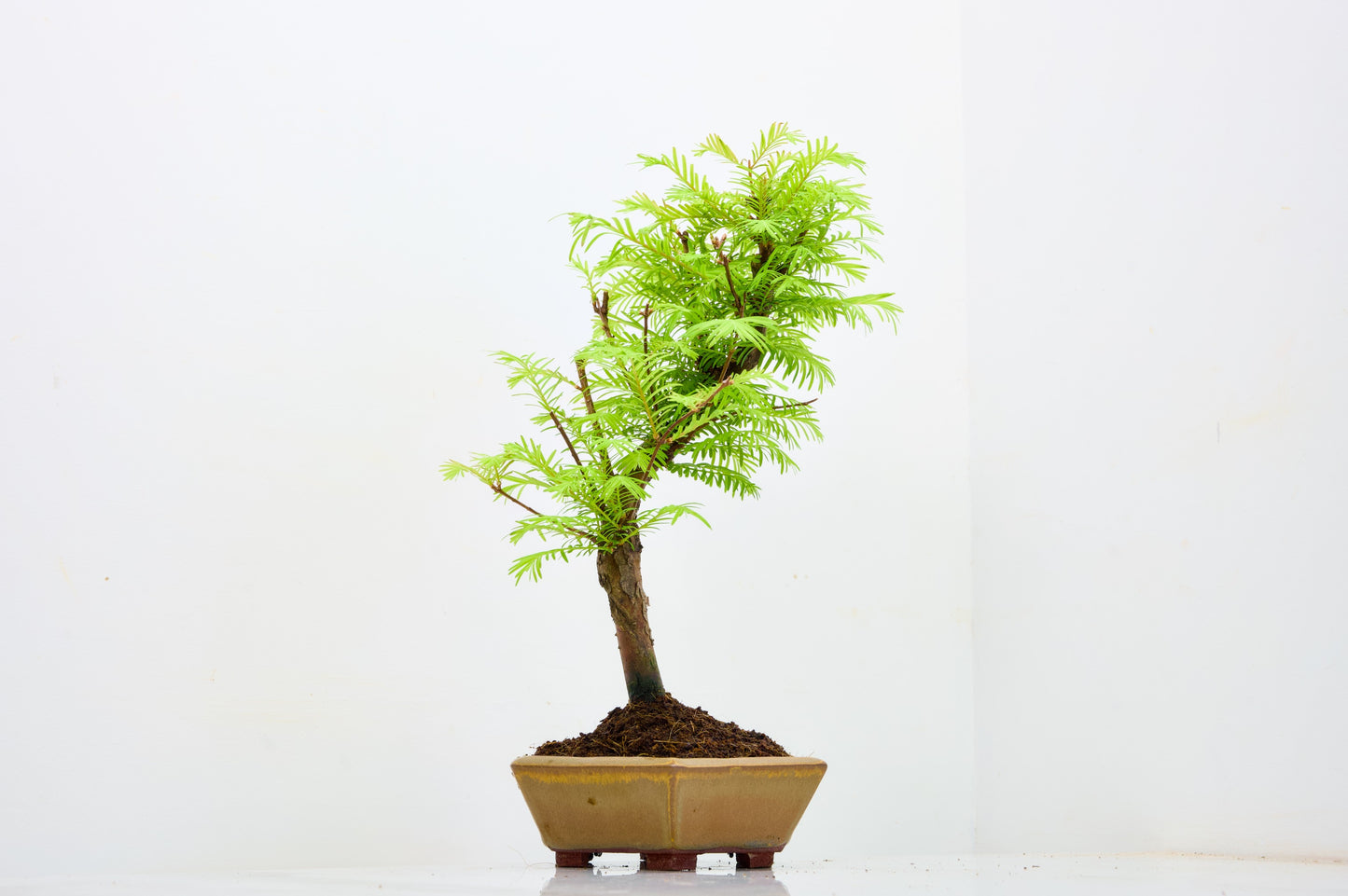 Dawn Redwood  Bonsai