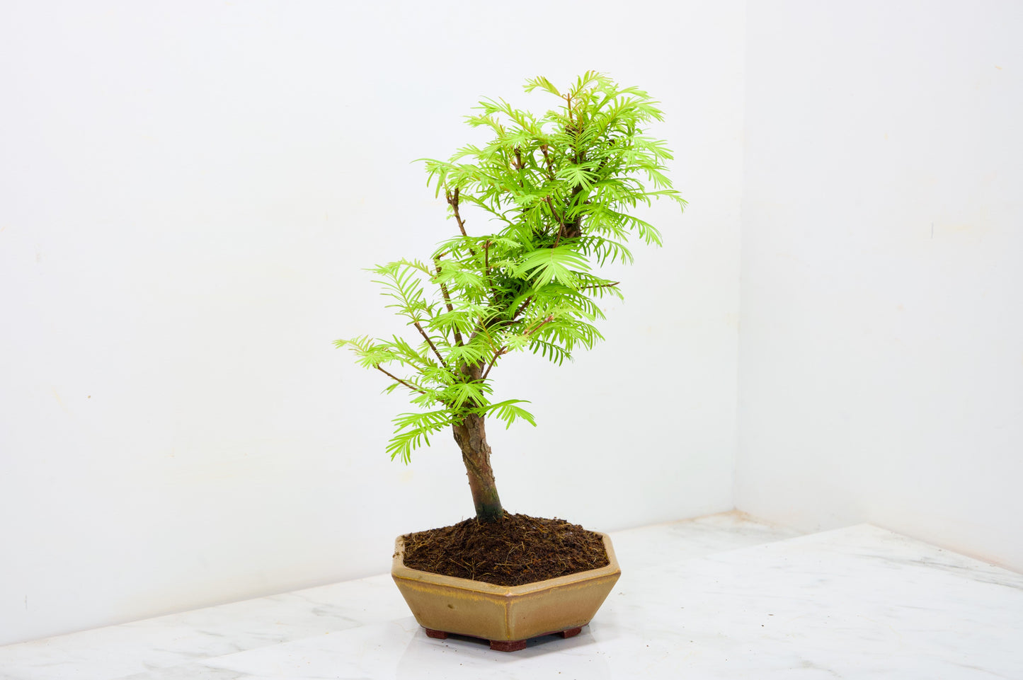 Dawn Redwood  Bonsai