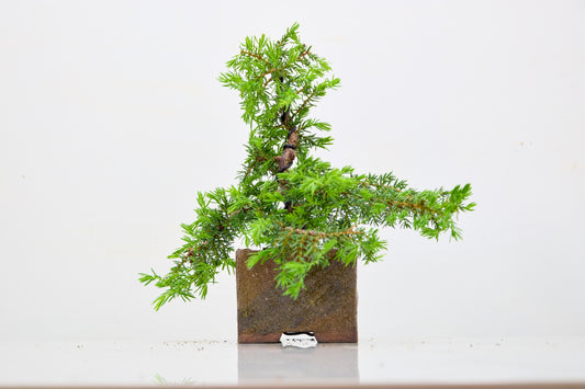 Juniper -Juniperus - Bonsai Starter -  Cube Pot