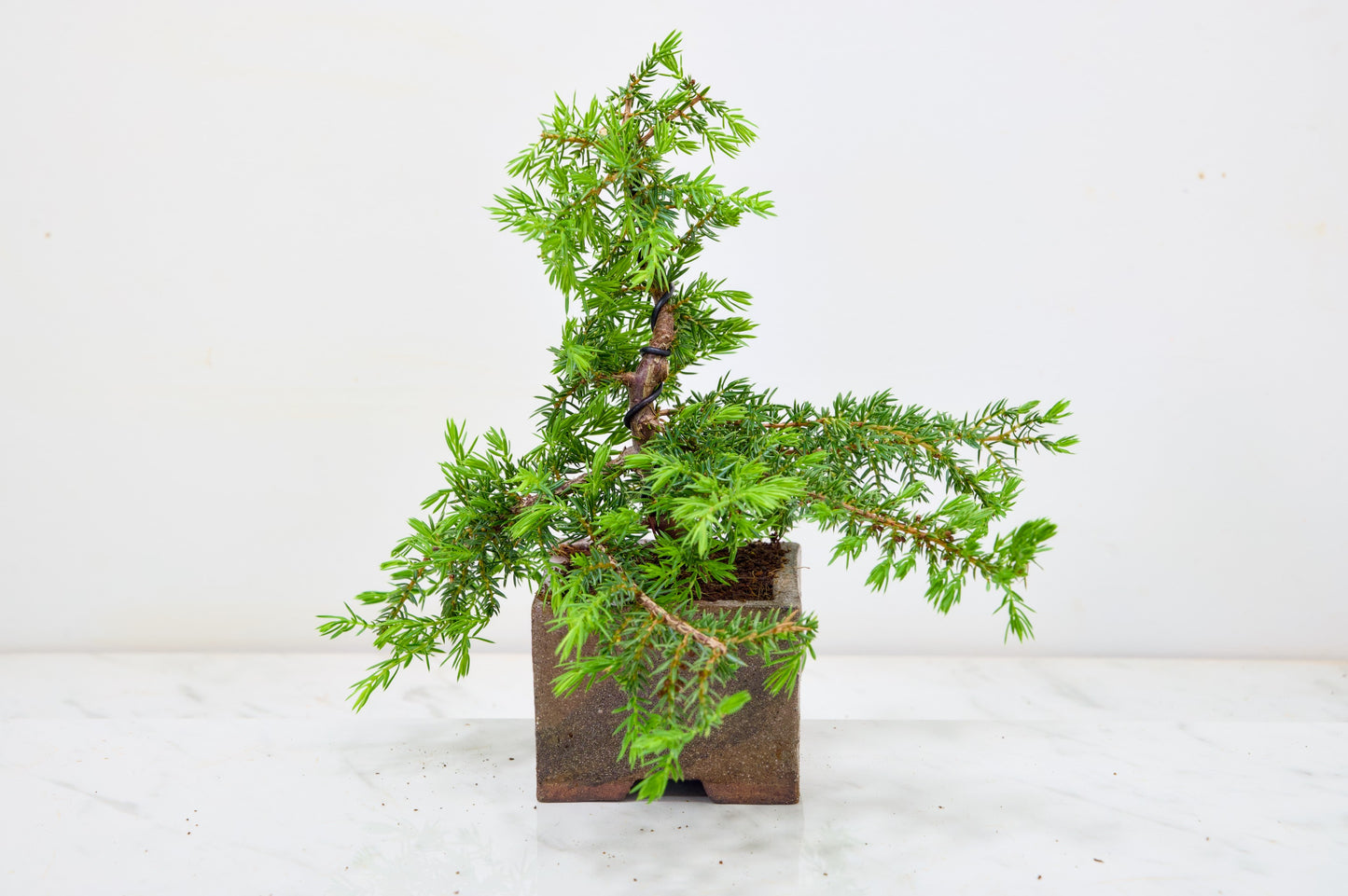 Juniper -Juniperus - Bonsai Starter -  Cube Pot