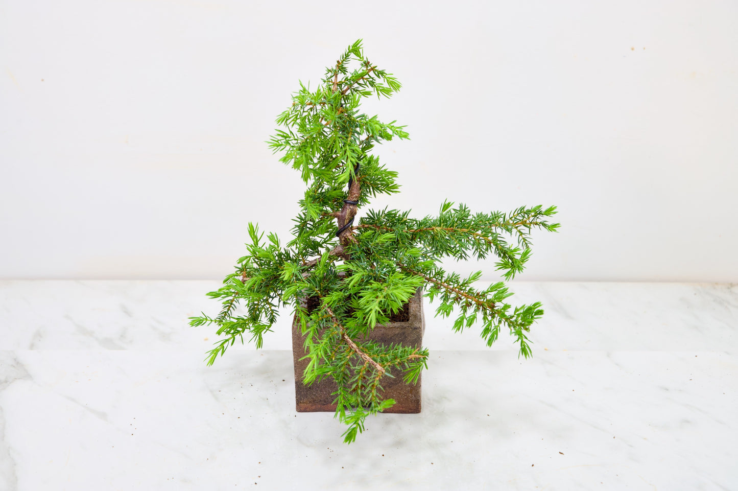 Juniper -Juniperus - Bonsai Starter -  Cube Pot