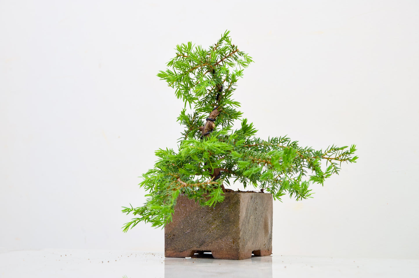 Juniper -Juniperus - Bonsai Starter -  Cube Pot