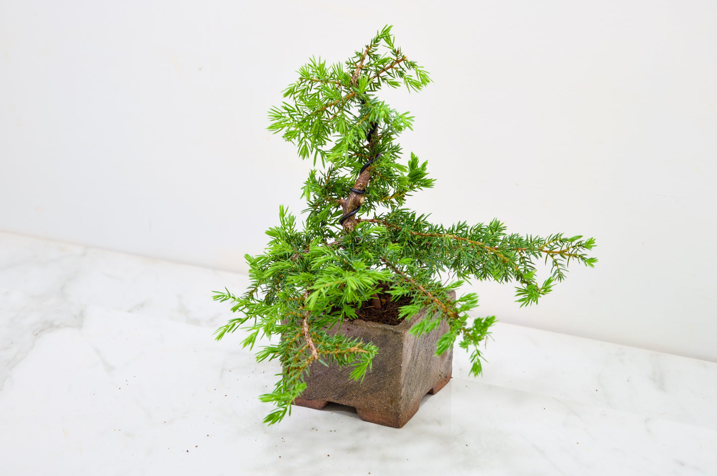 Juniper -Juniperus - Bonsai Starter -  Cube Pot