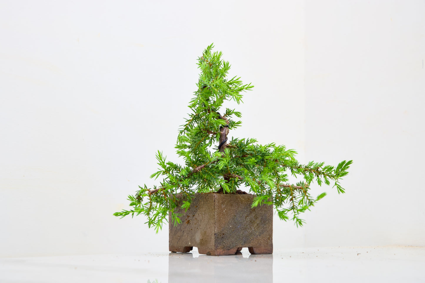 Juniper -Juniperus - Bonsai Starter -  Cube Pot