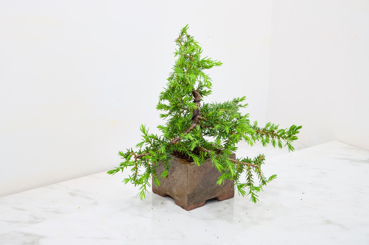 Juniper -Juniperus - Bonsai Starter -  Cube Pot